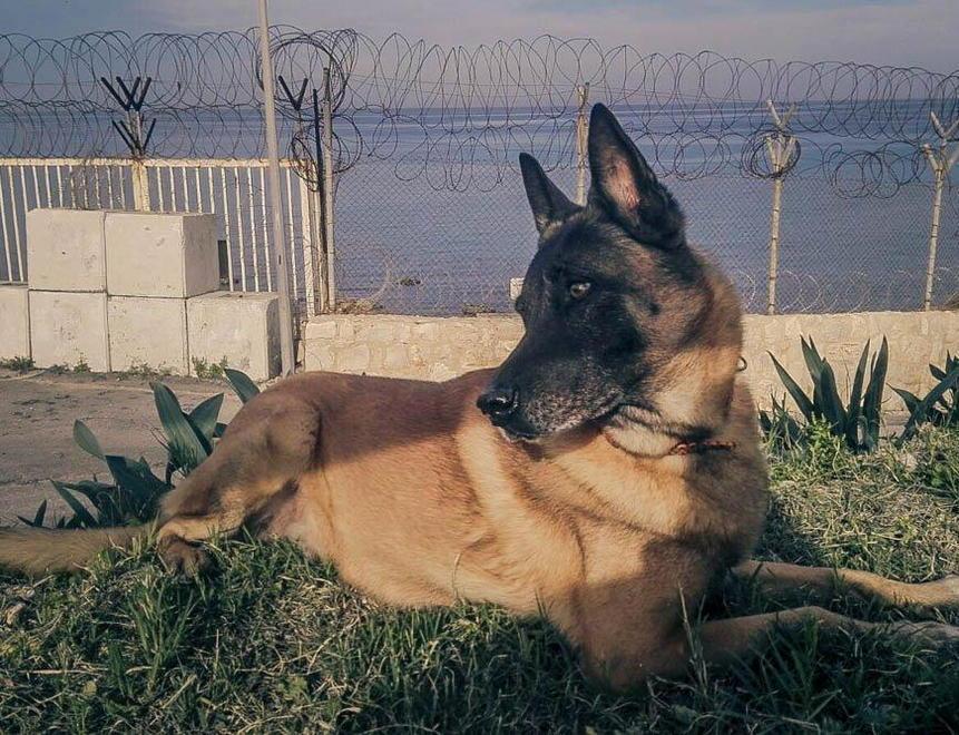 Autopsia sulla salma del “cane eroe” 