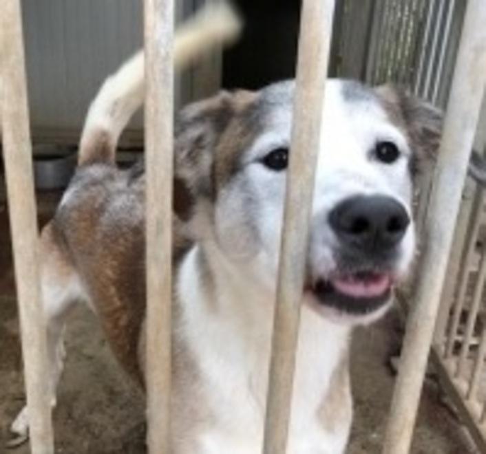 Il Comune lancia “adotta un amico” 