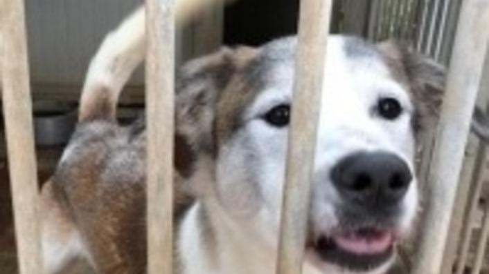Il Comune lancia “adotta un amico”
