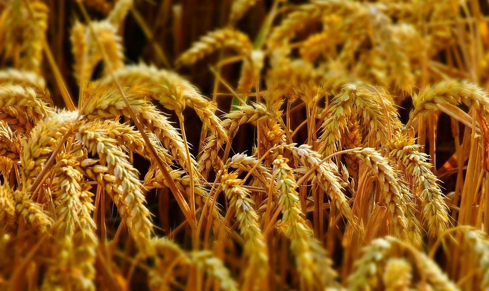 Il ritorno dei grani antichi nel futuro dell’agricoltura 