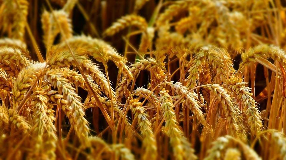 Il ritorno dei grani antichi nel futuro dell’agricoltura 