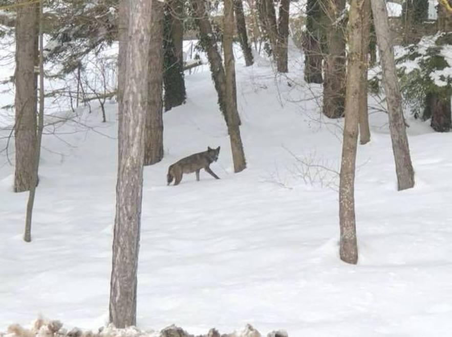 Animali sbranati, è allerta Colpito tutto l’Appennino 