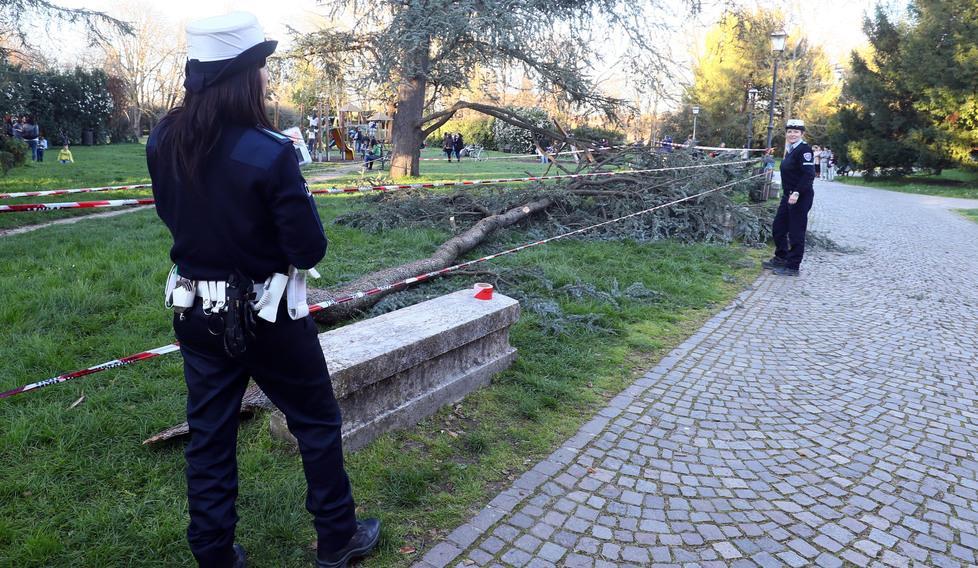 Era completamente marcia la pianta crollata al Parco Massari