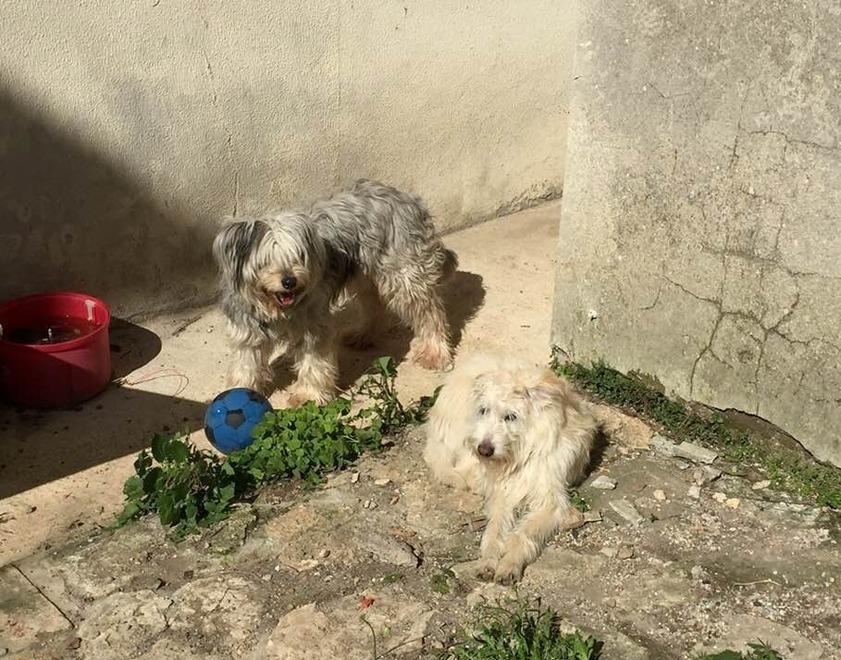 Tentano di rubare in casa messi in fuga dai cani