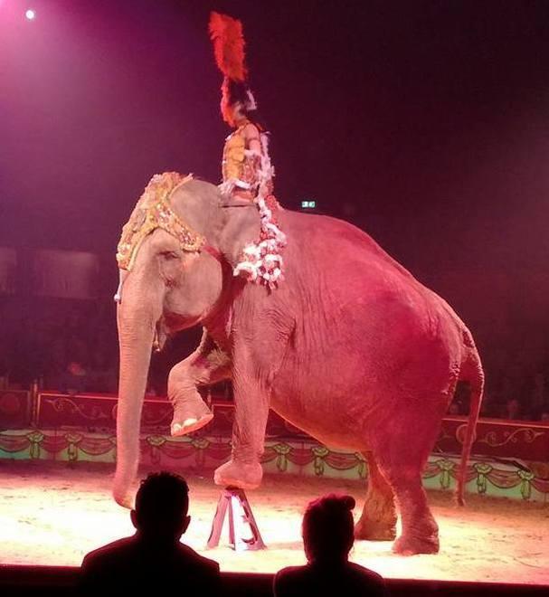 Una delle foto pubblicate su Facebook contro l’uso degli animali nel circo