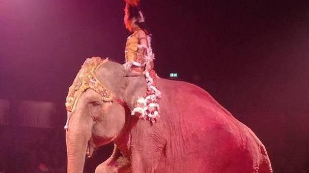 Una delle foto pubblicate su Facebook contro l’uso degli animali nel circo
