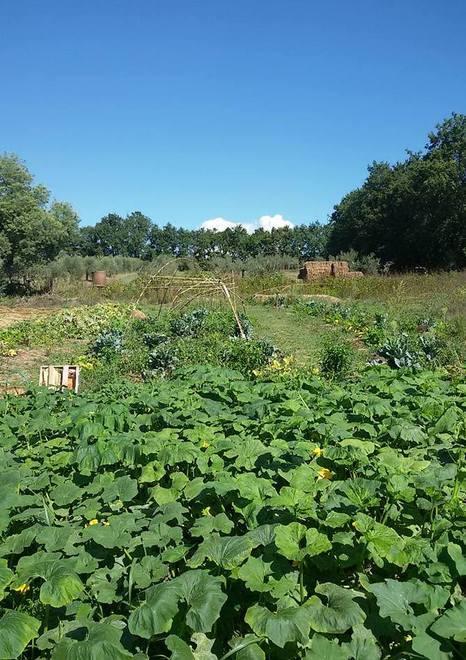 Agricoltura e didattica sulla terra prima incolta 