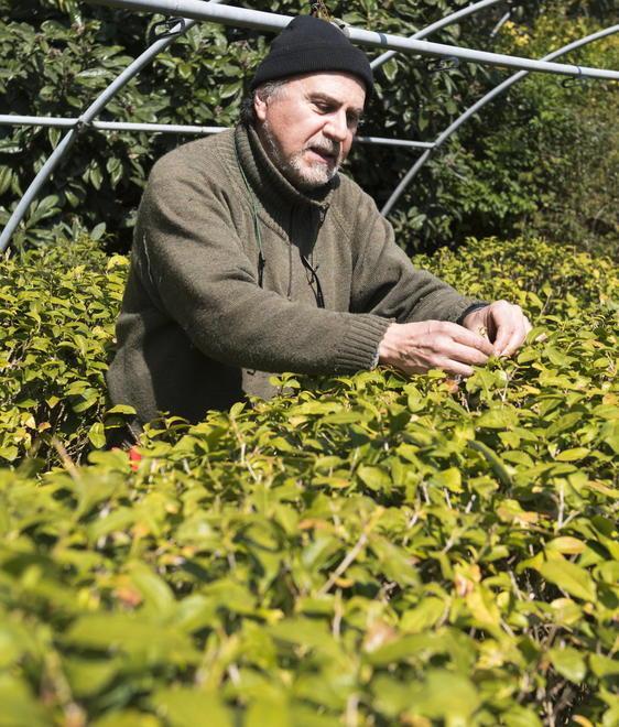 «L’obiettivo è avere duecento varietà»