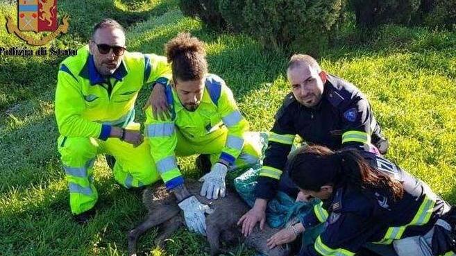 Il cucciolo con i poliziotti e gli operatori della Società autostrade