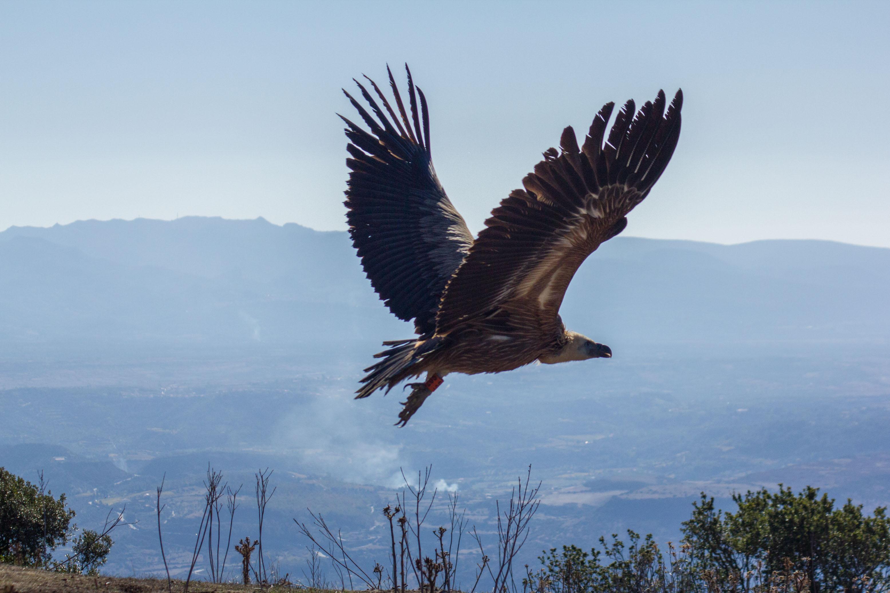Un grifone in volo
