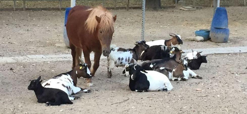 Reggio Emilia, caprette e cavallina “ricoverate” per un’indigestione 