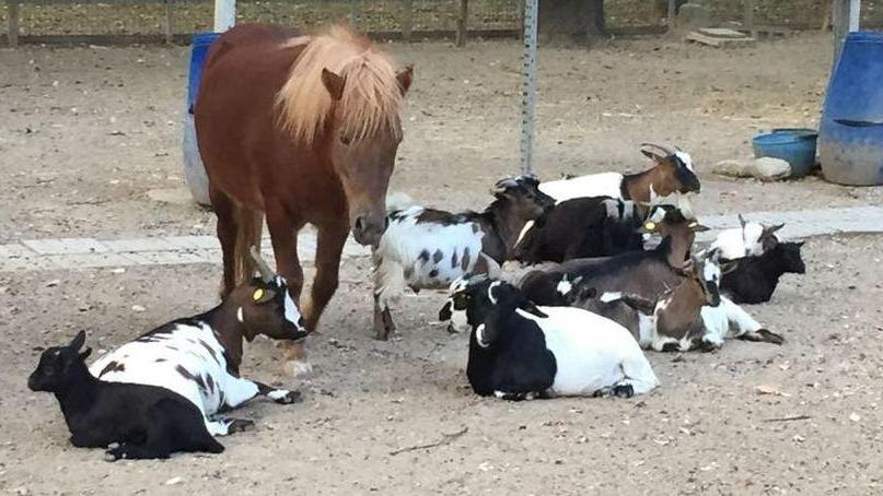 Reggio Emilia, caprette e cavallina “ricoverate” per un’indigestione