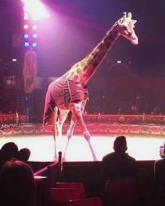 Animali al circo, multa di 100 euro 
