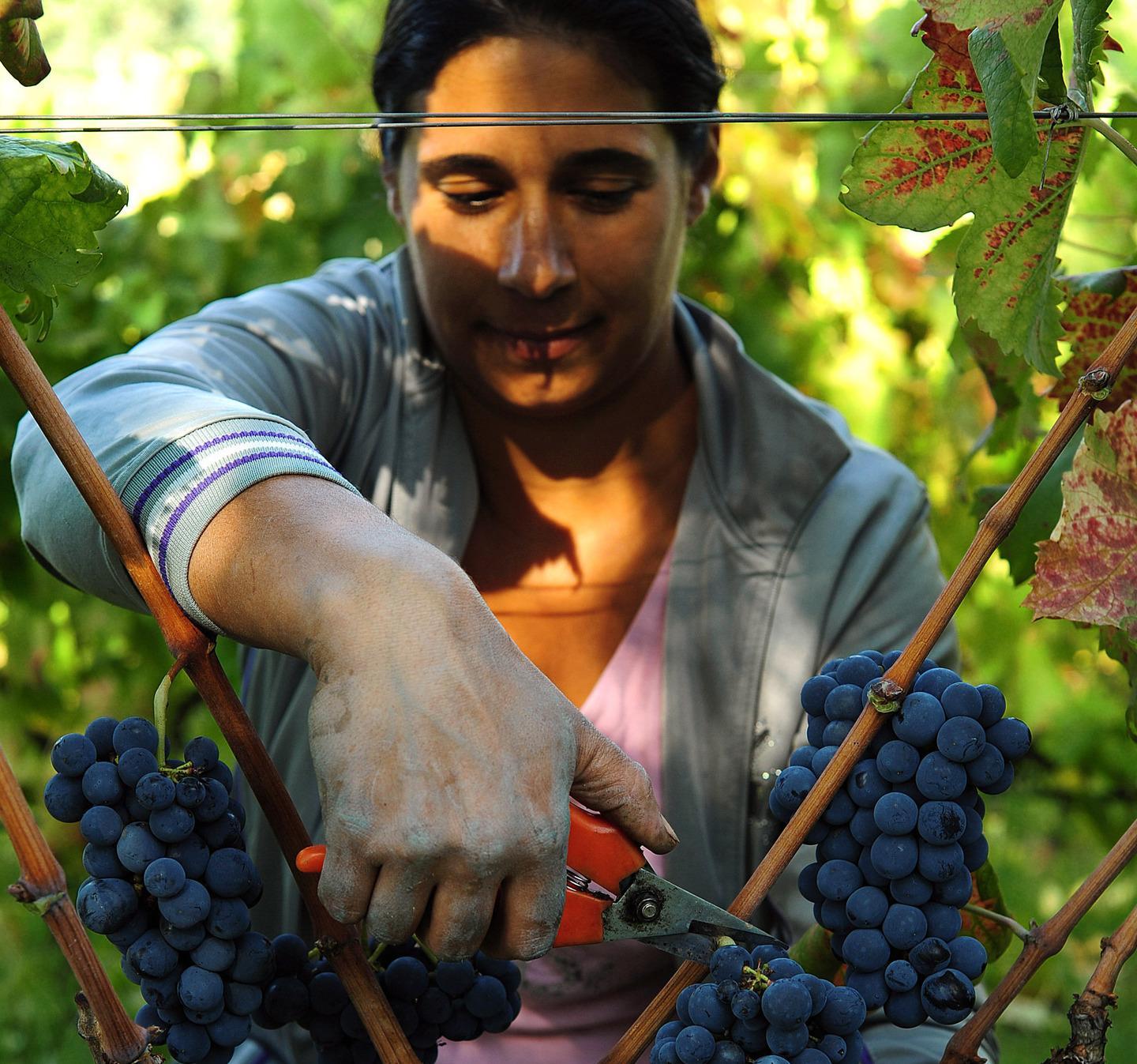 Laureate e under 40 la Coldiretti schiera il suo esercito rosa 