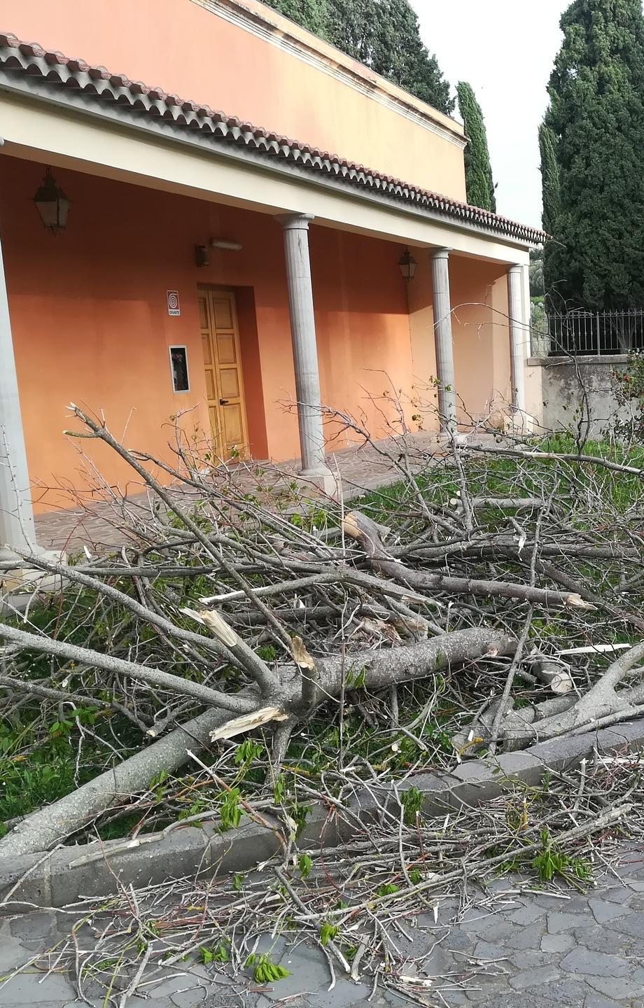 Albero crolla per il vento nel piazzale del cimitero