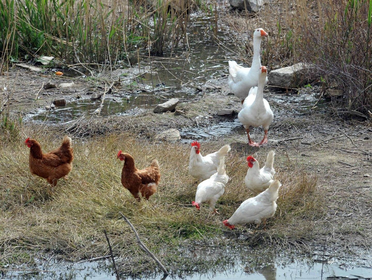 Santa Mariedda, I residenti: "Noi prigionieri delle galline" 