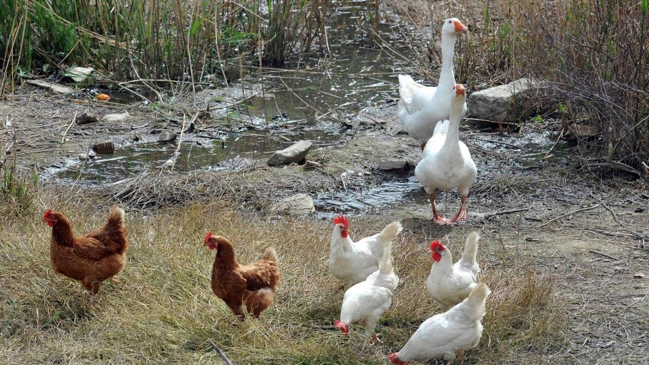 Santa Mariedda, I residenti: "Noi prigionieri delle galline" 