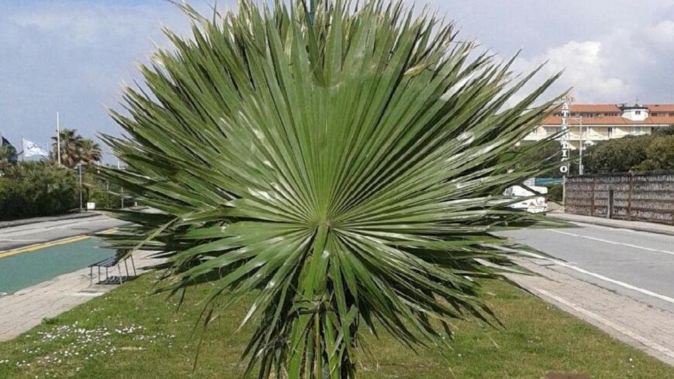 Piantate al Forte quarantuno palme anti-punteruolo