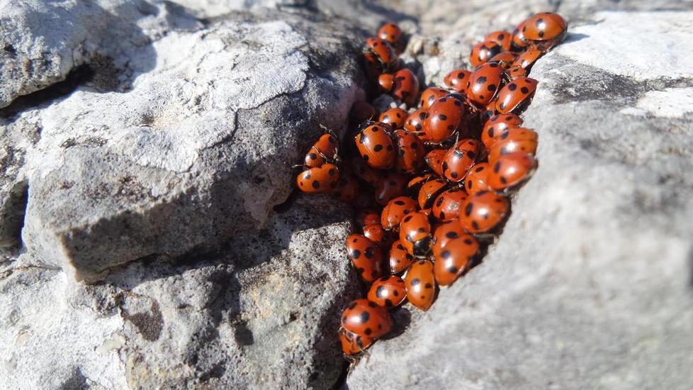 Il Monte Labro scrigno segreto delle coccinelle