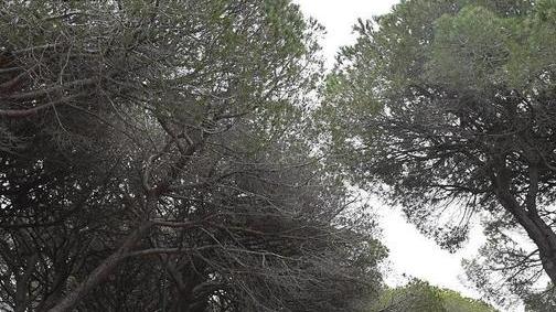 “Diamoci un taglio” L’antincendio entra nelle scuole
