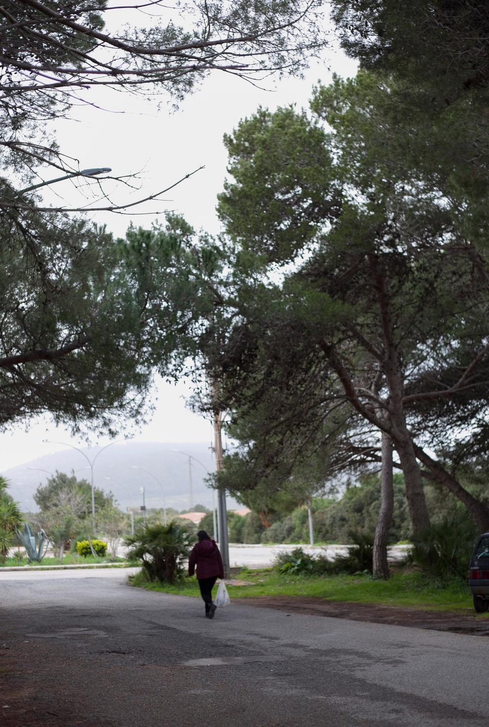 La pineta minacciata dai parassiti