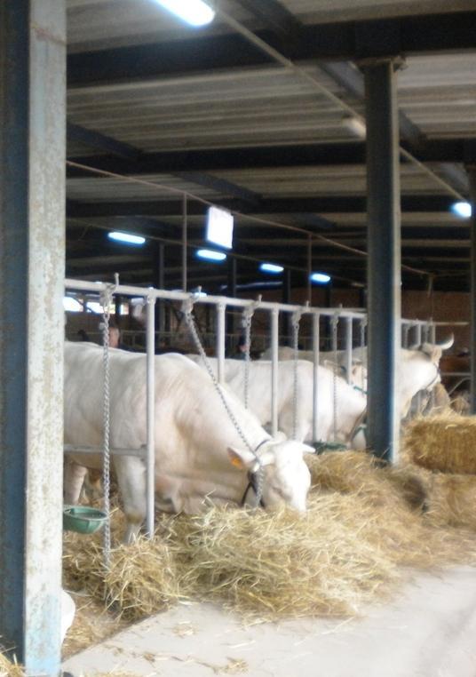Ultimi preparativi per la fiera zootecnica e dell’agroalimentare 