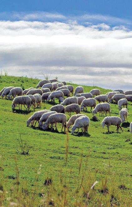 Predatore sbrana pecora, i cani lo allontanano 
