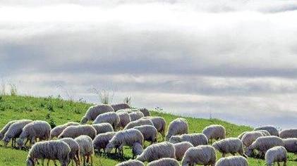 Predatore sbrana pecora, i cani lo allontanano
