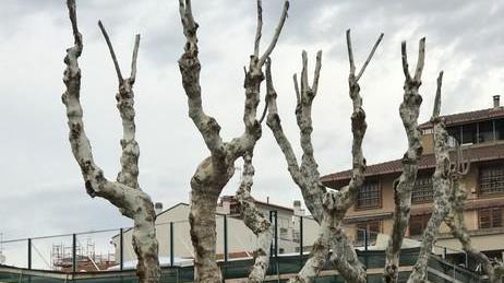 Gli alberi potati fanno vacillare la maggioranza