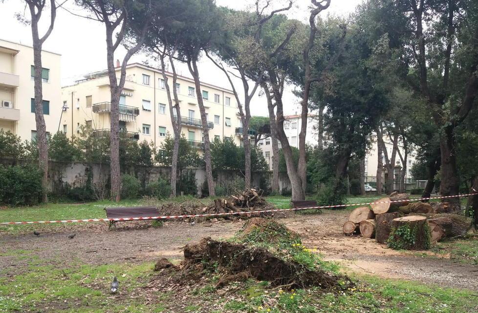 Crolla una quercia secolare: i tecnici controllano tutti gli alberi