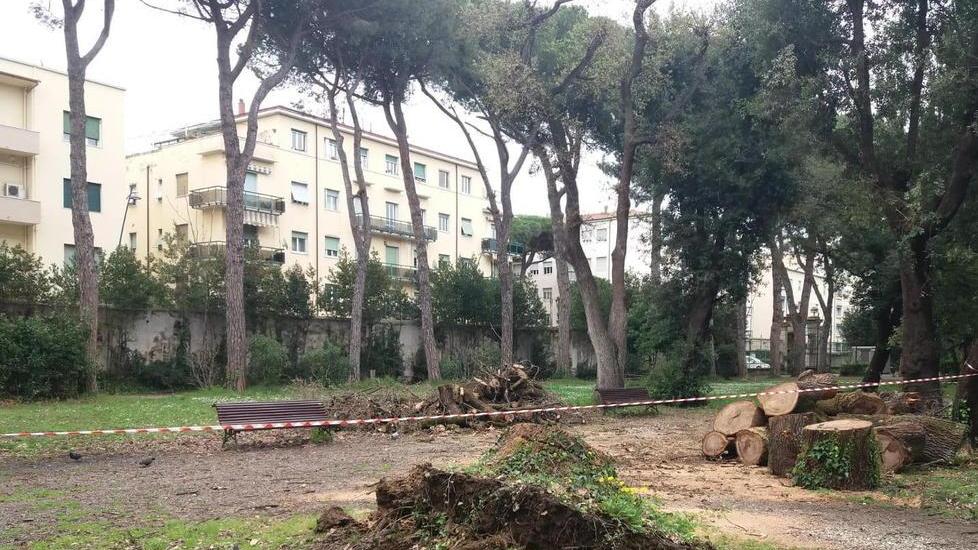 Crolla una quercia secolare: i tecnici controllano tutti gli alberi