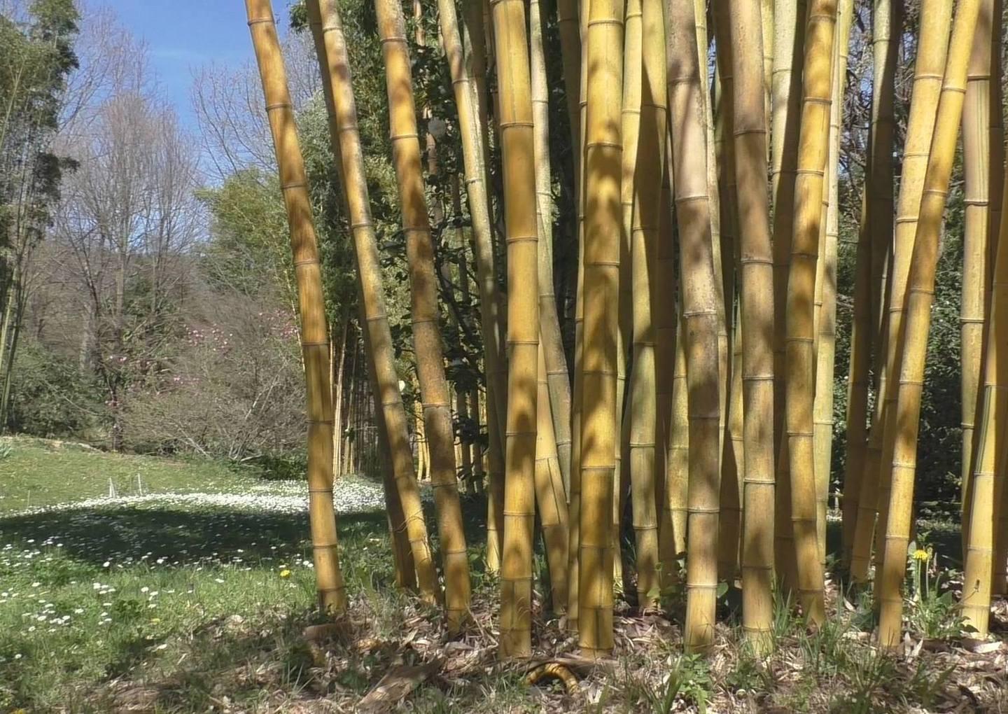 Sbarca nell’isola il bambù gigante, già partite le prime coltivazioni 