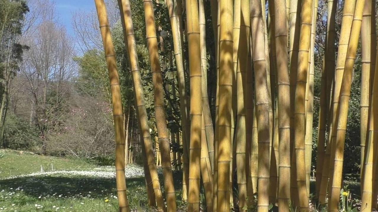 Sbarca nell’isola il bambù gigante, già partite le prime coltivazioni 