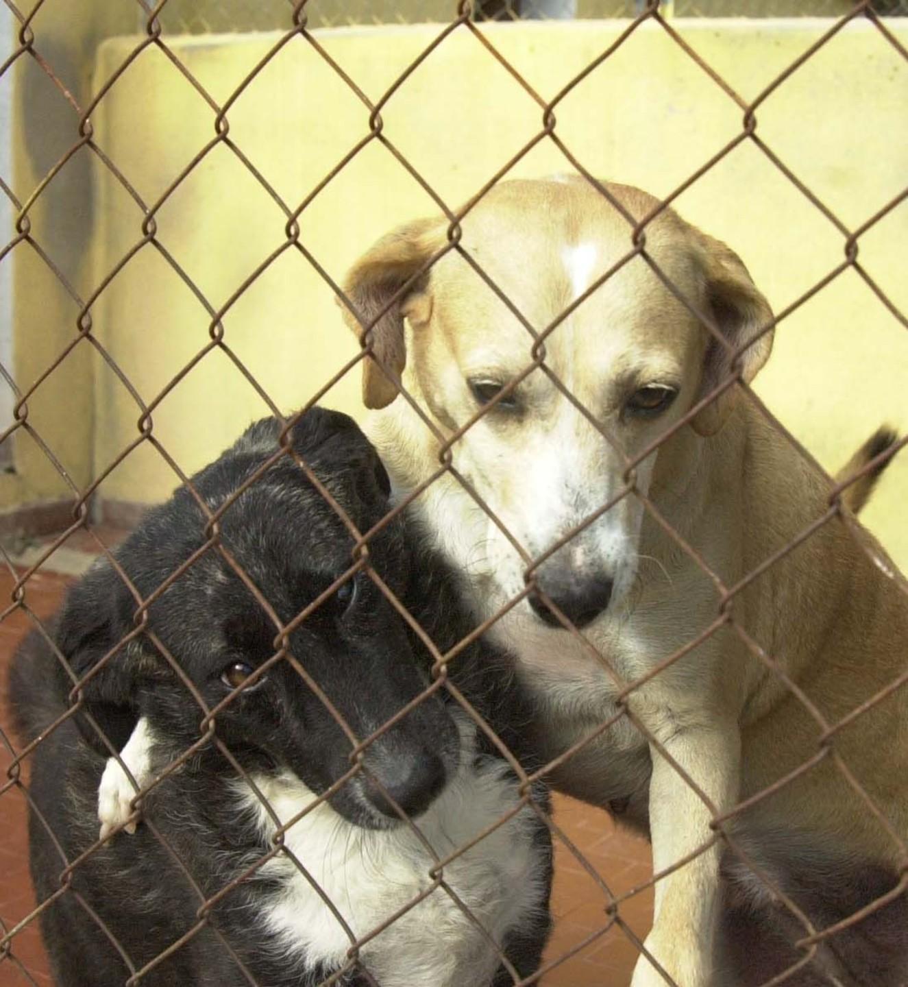 Spuntano le tasse sui cani associazioni in rivolta 