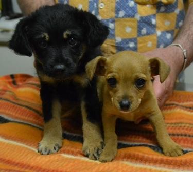 Cagnolini da adottare, immagine di repertorio