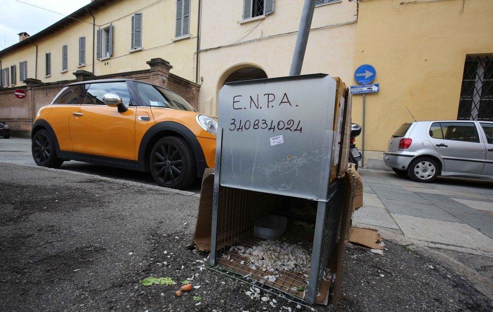 Reggio Emilia, caccia in centro storico al coniglio latitante 