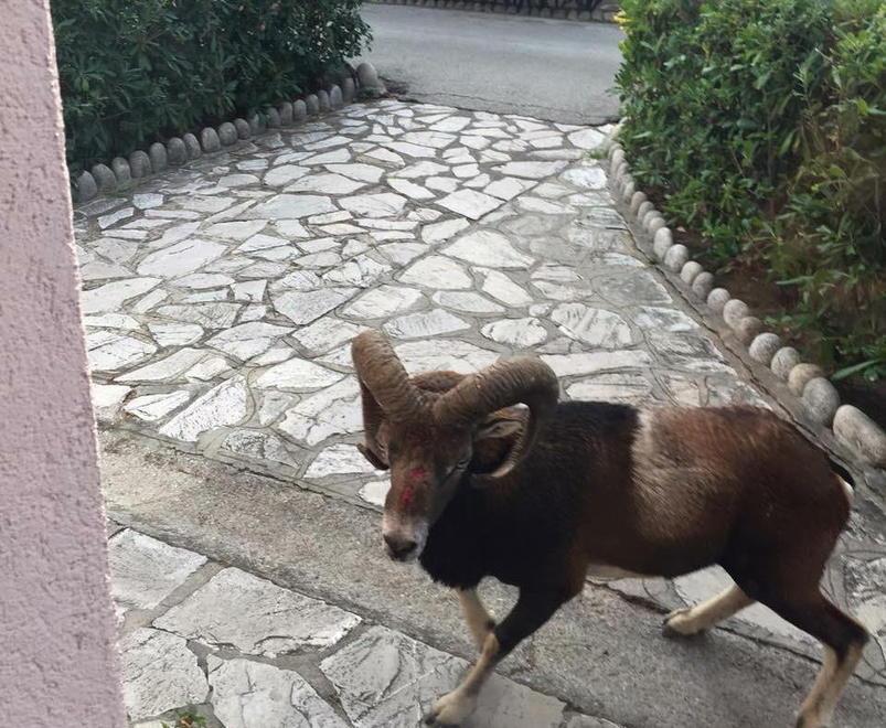 Camionista investe un muflone 