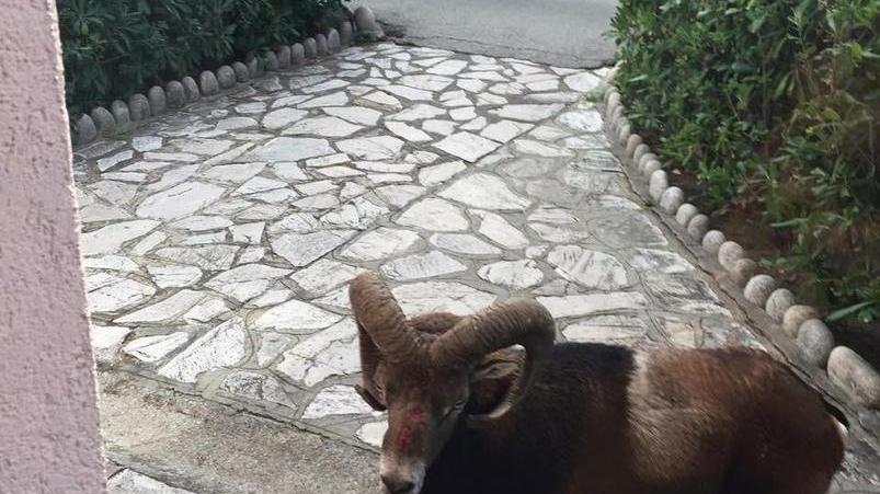 Camionista investe un muflone