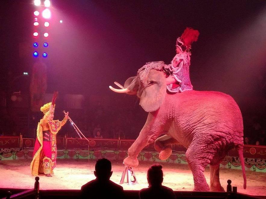 Esibizione degli animali esotici primo round al Circo Medrano