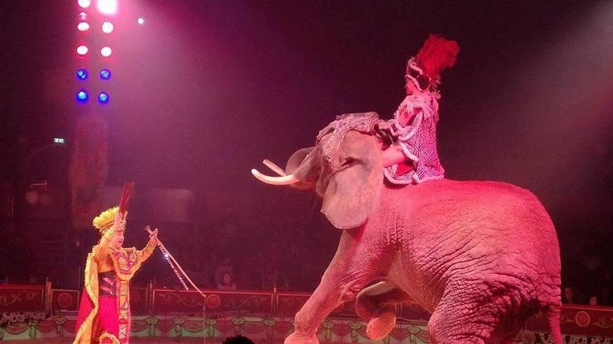 Esibizione degli animali esotici primo round al Circo Medrano