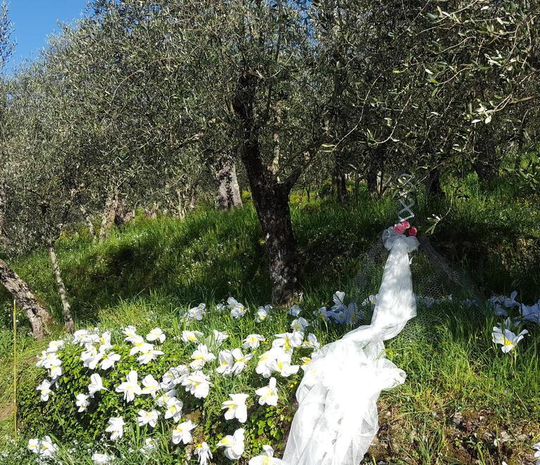 La Festa delle camelie fa rinascere il boschetto 