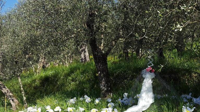 La Festa delle camelie fa rinascere il boschetto