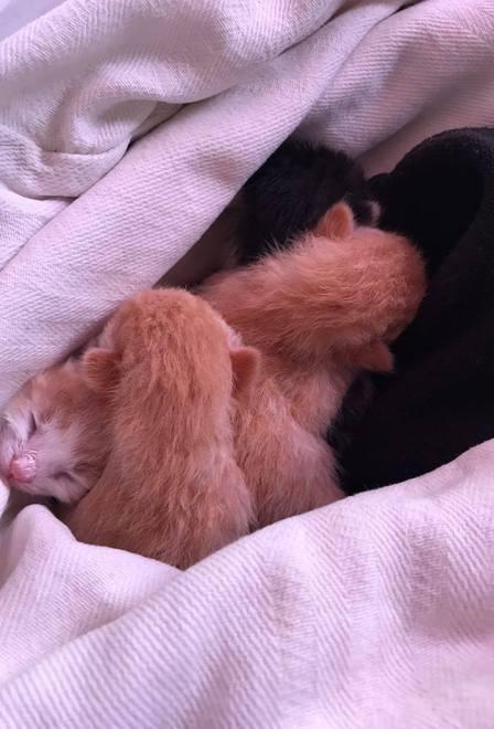 Micini abbandonati e uccisi al gattile di Baratti