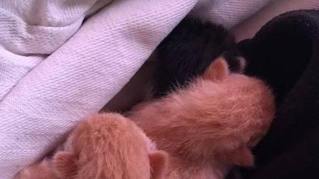 Micini abbandonati e uccisi al gattile di Baratti
