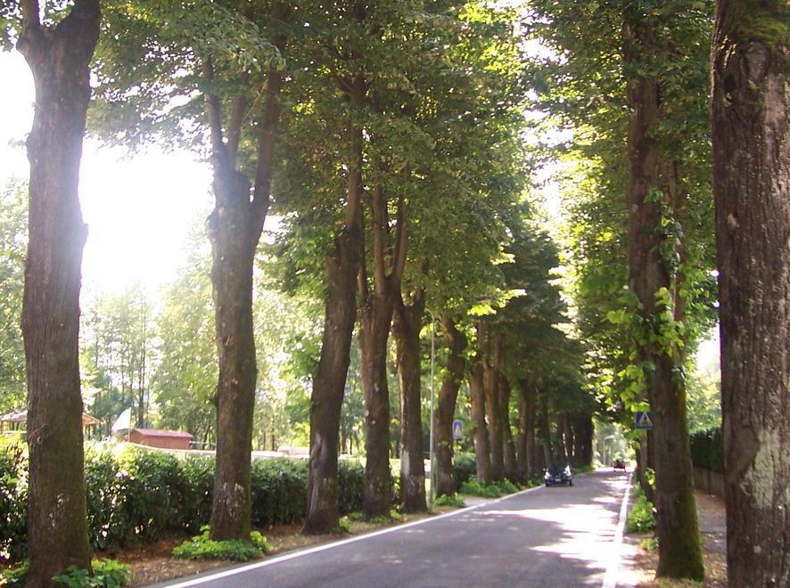 Fornoli, saranno abbattuti 14 tigli sul viale 