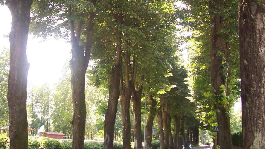 Fornoli, saranno abbattuti 14 tigli sul viale