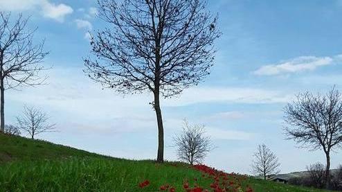 A Pecorile la fioritura degli ultimi tulipani selvatici