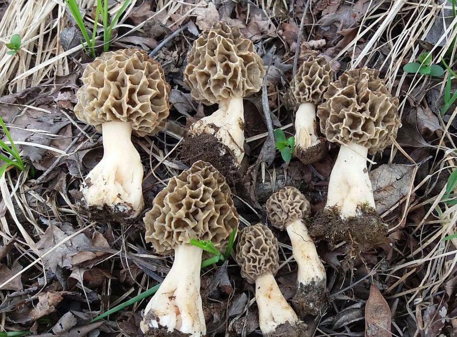 Primavera, nei boschi spuntano le spugnole 