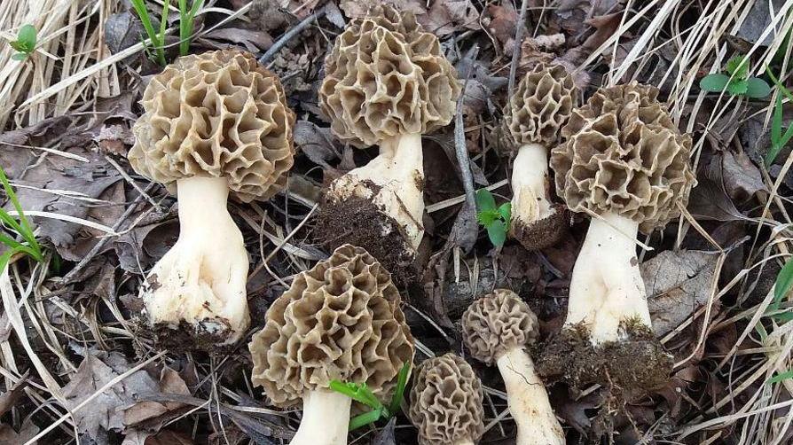 Primavera, nei boschi spuntano le spugnole