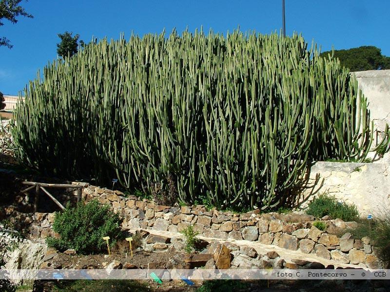 L'euphorbia canariensys dell'Orto botanico di Cagliari